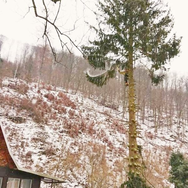 rizikové kácení stromolezeckou technikou