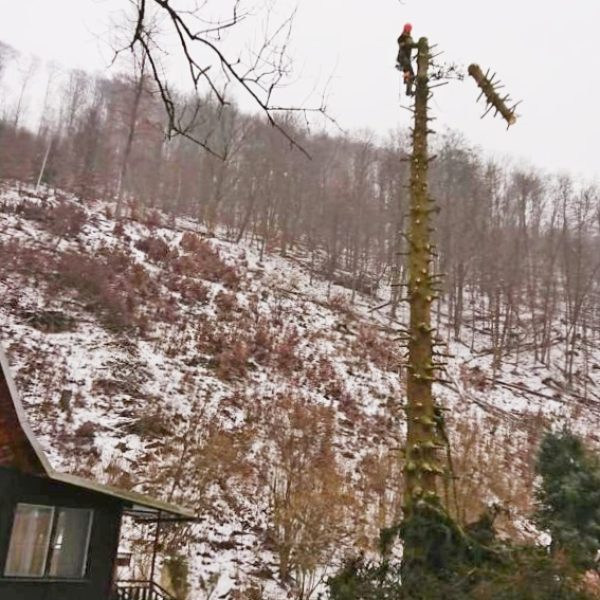 rizikové kácení stromolezeckou technikou