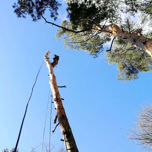 rizikové kácení stromolezeckou technikou