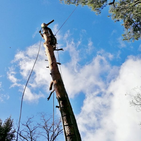 rizikové kácení stromolezeckou technikou