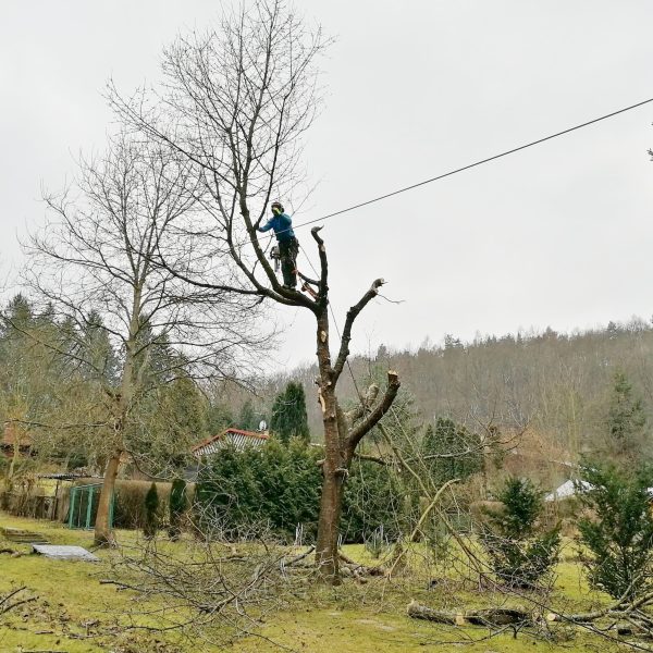 rizikové kácení stromolezeckou technikou