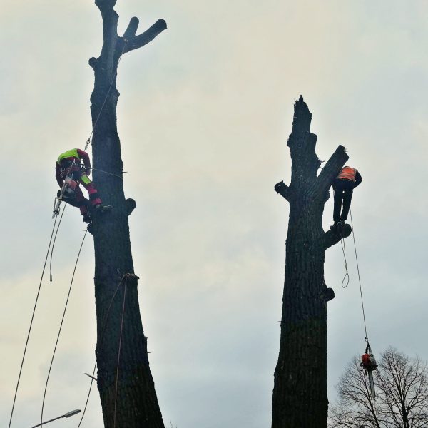 rizikové kácení stromolezeckou technikou