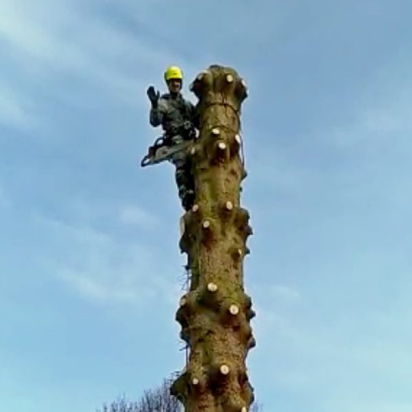 rizikové kácení stromolezeckou technikou