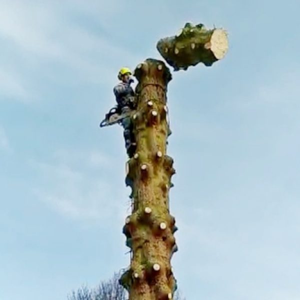 rizikové kácení stromolezeckou technikou