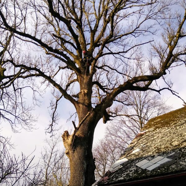 rizikové kácení stromolezeckou technikou