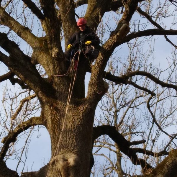 rizikové kácení stromolezeckou technikou